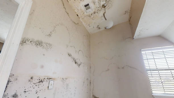 Best Real Estate Mold Inspection  in Premont, TX