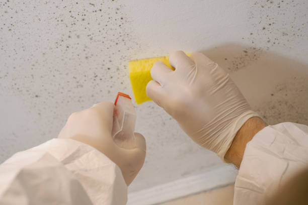Reliable Premont, TX Mold Removal Solutions