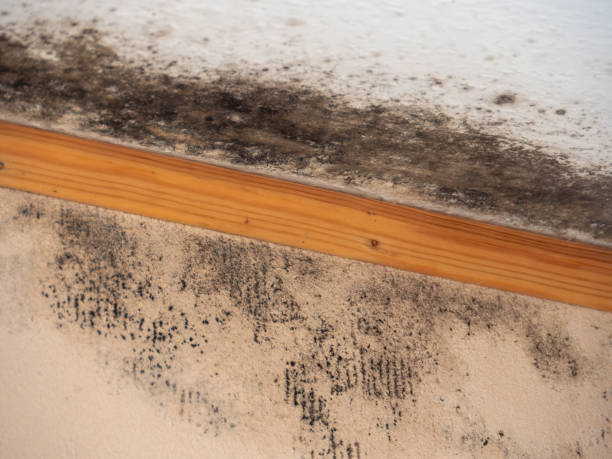 Best Black Mold Removal  in Premont, TX